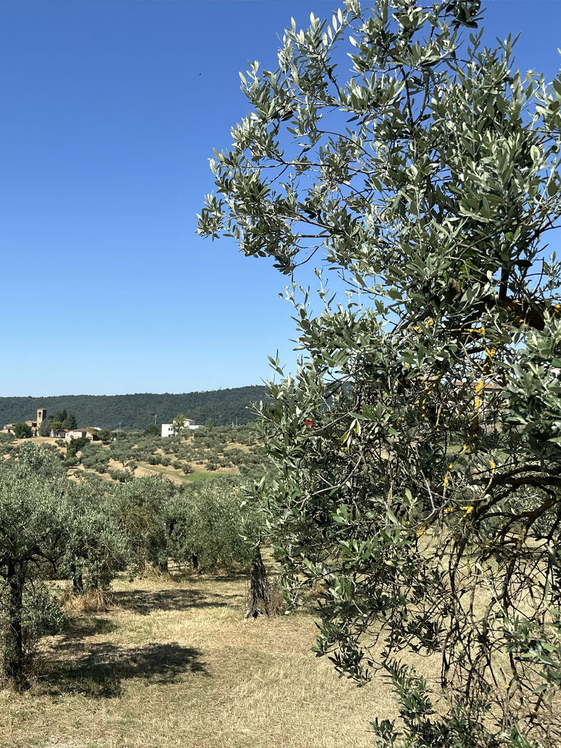 artimino-olio-1