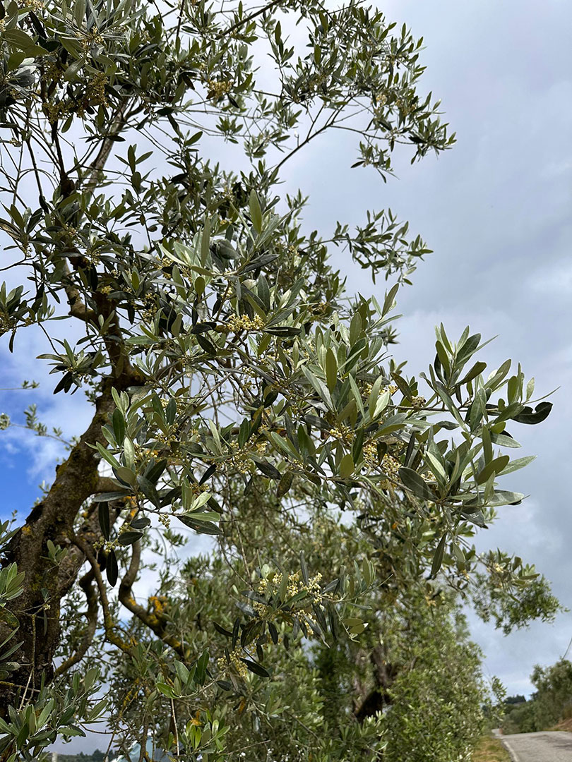 artimino-olio-2