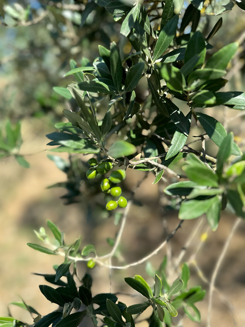 artimino-olio-3