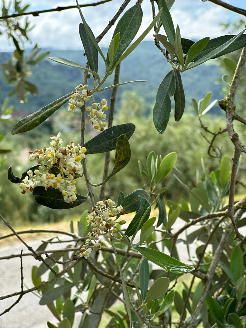 artimino-olio-4